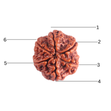 Load image into Gallery viewer, 6 Mukhi Rudraksha from Nepal - Bead No. 538
