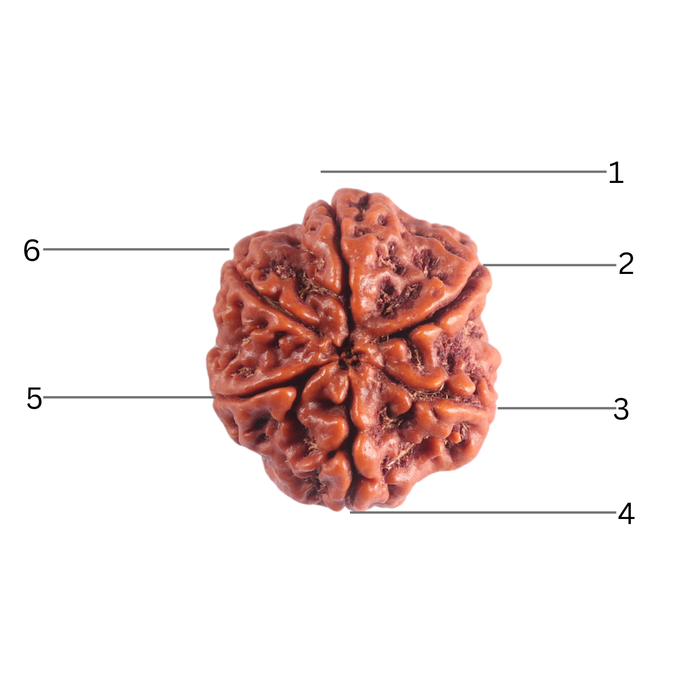 6 Mukhi Rudraksha from Nepal - Bead No. 538