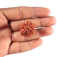 Load image into Gallery viewer, 6 Mukhi Rudraksha from Nepal - Bead No. 538

