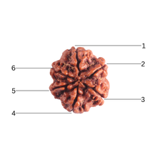 Load image into Gallery viewer, 6 Mukhi Rudraksha from Nepal - Bead No. 539
