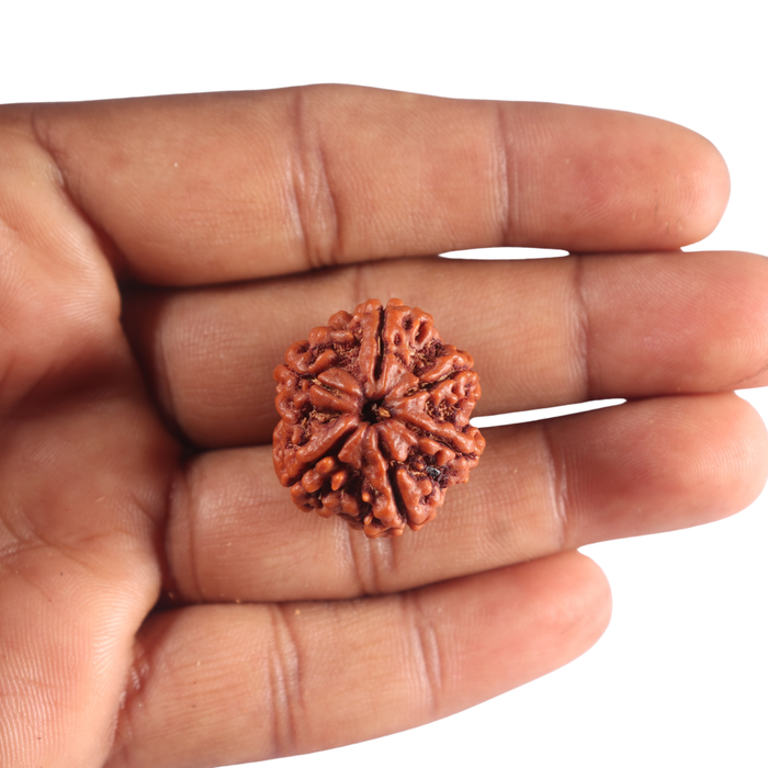 6 Mukhi Rudraksha from Nepal - Bead No. 539