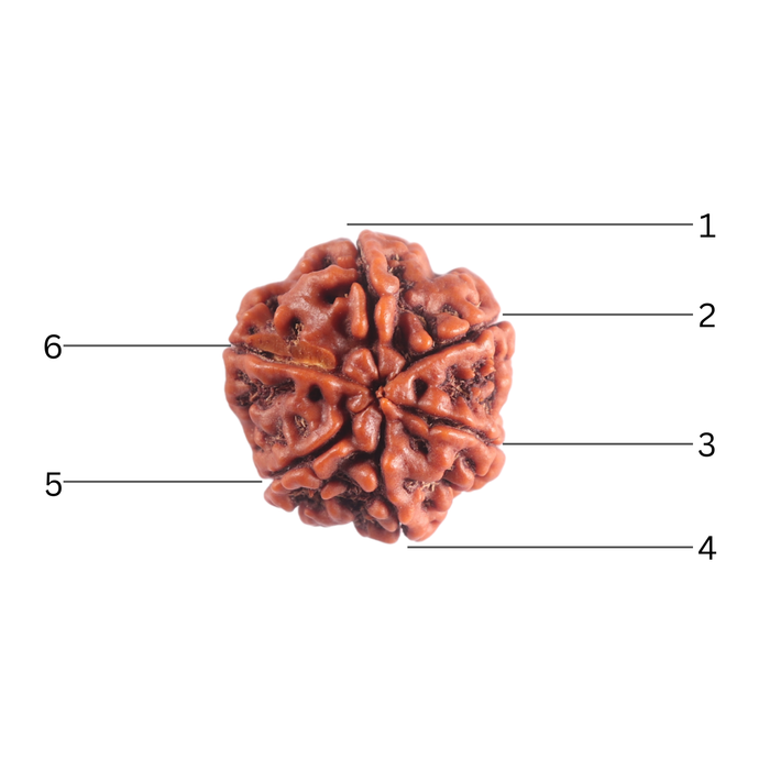 6 Mukhi Rudraksha from Nepal - Bead No. 540