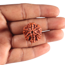 Load image into Gallery viewer, 6 Mukhi Rudraksha from Nepal - Bead No. 540
