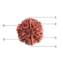 Load image into Gallery viewer, 6 Mukhi Rudraksha from Nepal - Bead No 541
