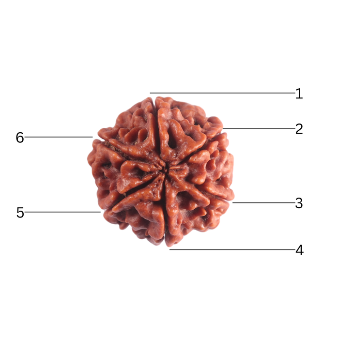 6 Mukhi Rudraksha from Nepal - Bead No 541