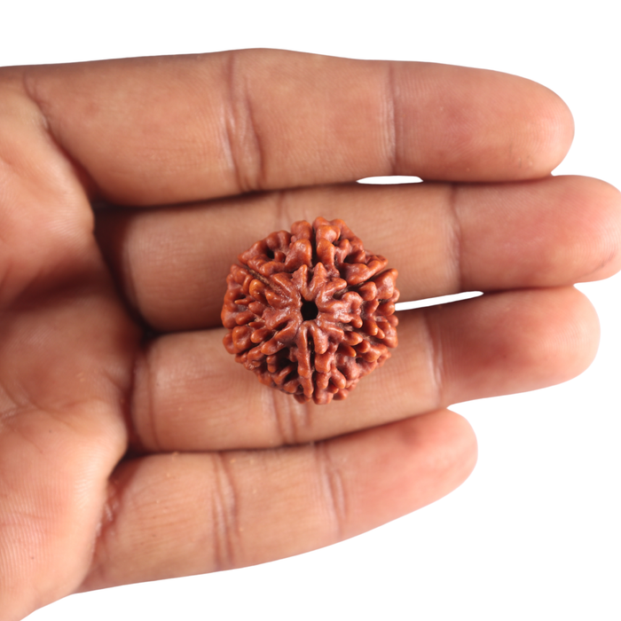 6 Mukhi Rudraksha from Nepal - Bead No 541