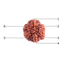 Load image into Gallery viewer, 6 Mukhi Rudraksha from Nepal - Bead No. 542
