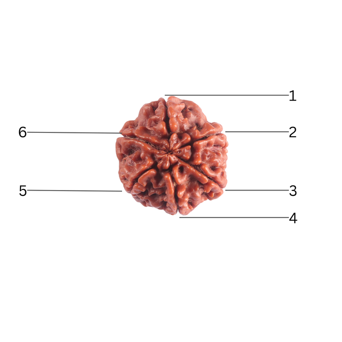 6 Mukhi Rudraksha from Nepal - Bead No. 542