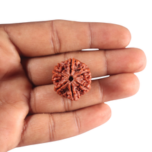 Load image into Gallery viewer, 6 Mukhi Rudraksha from Nepal - Bead No. 542
