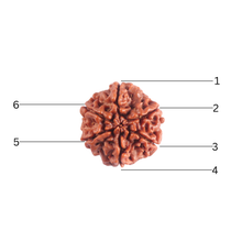 Load image into Gallery viewer, 6 Mukhi Rudraksha from Nepal - Bead No. 543
