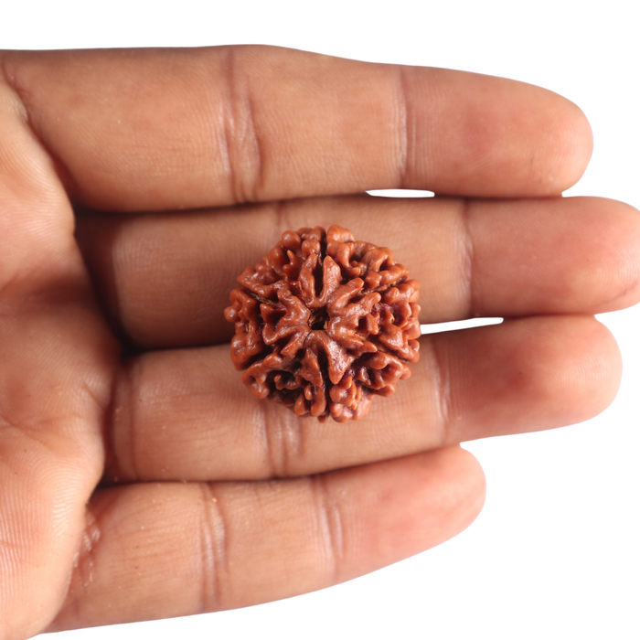 6 Mukhi Rudraksha from Nepal - Bead No. 543