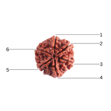 Load image into Gallery viewer, 6 Mukhi Rudraksha from Nepal - Bead No. 544
