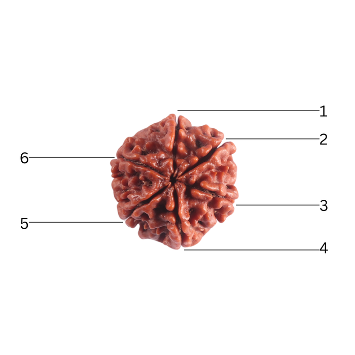 6 Mukhi Rudraksha from Nepal - Bead No. 544