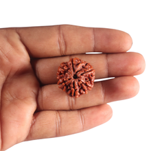 Load image into Gallery viewer, 6 Mukhi Rudraksha from Nepal - Bead No. 544
