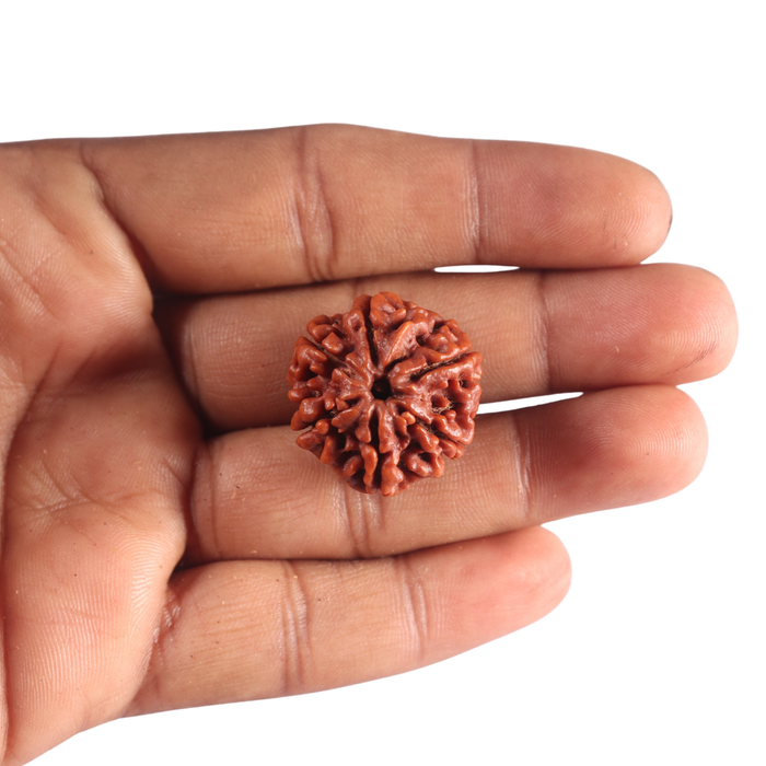 6 Mukhi Rudraksha from Nepal - Bead No. 544