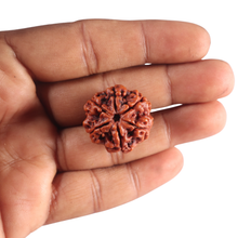 Load image into Gallery viewer, 6 Mukhi Rudraksha from Nepal - Bead No 545
