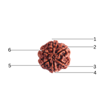 Load image into Gallery viewer, 6 Mukhi Rudraksha from Nepal - Bead No. 546
