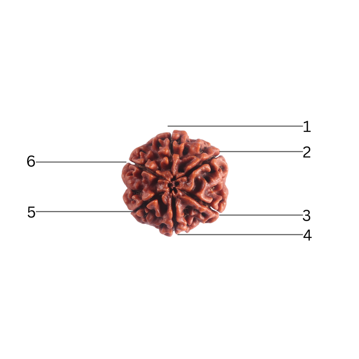6 Mukhi Rudraksha from Nepal - Bead No. 546