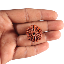 Load image into Gallery viewer, 6 Mukhi Rudraksha from Nepal - Bead No. 546
