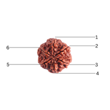 Load image into Gallery viewer, 6 Mukhi Rudraksha from Nepal - Bead No. 548

