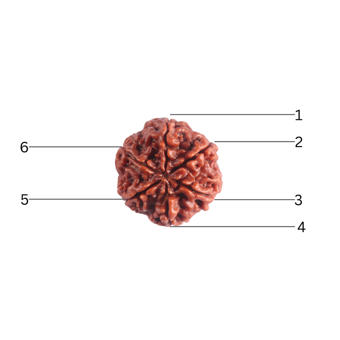 6 Mukhi Rudraksha from Nepal - Bead No. 548
