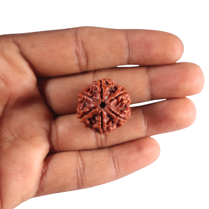 6 Mukhi Rudraksha from Nepal - Bead No. 548