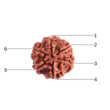 Load image into Gallery viewer, 6 Mukhi Rudraksha from Nepal - Bead No. 549
