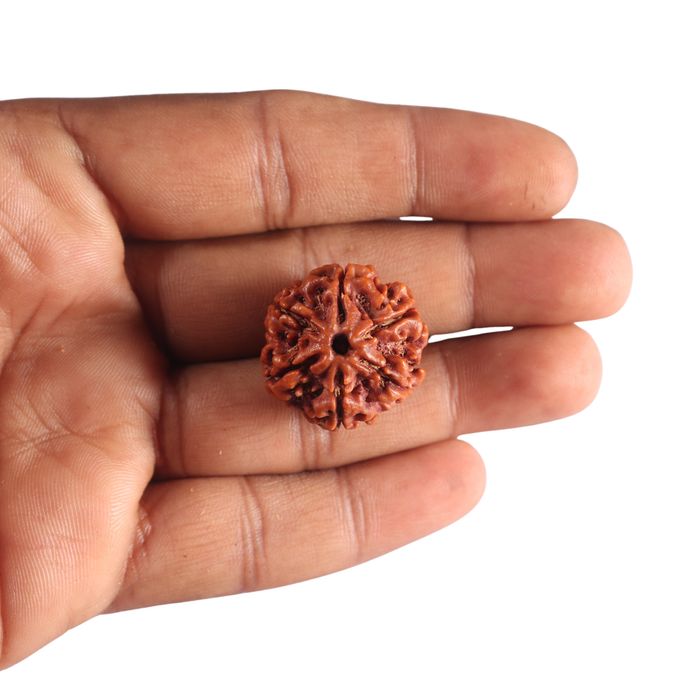 6 Mukhi Rudraksha from Nepal - Bead No. 549