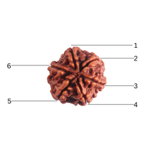 Load image into Gallery viewer, 6 Mukhi Rudraksha from Nepal - Bead No. 550
