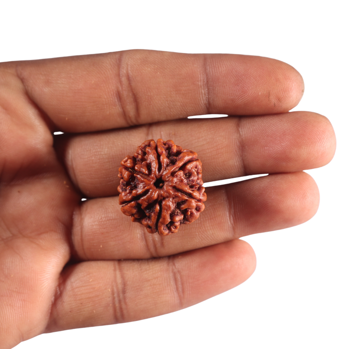 6 Mukhi Rudraksha from Nepal - Bead No. 550
