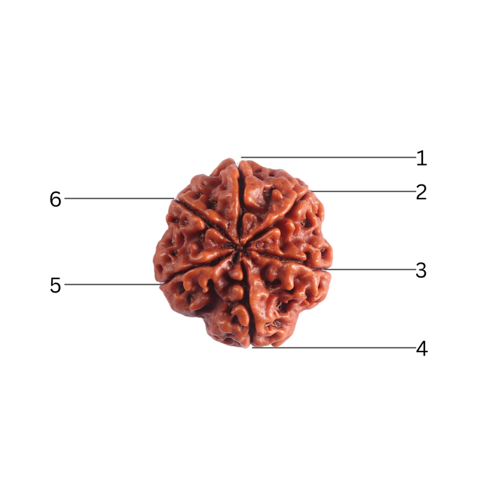 6 Mukhi Rudraksha from Nepal - Bead No. 551