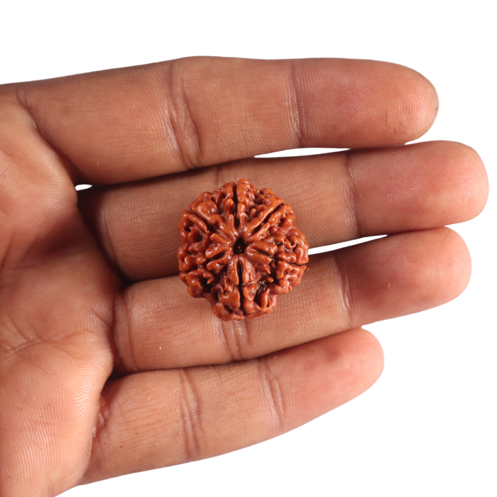 6 Mukhi Rudraksha from Nepal - Bead No. 551