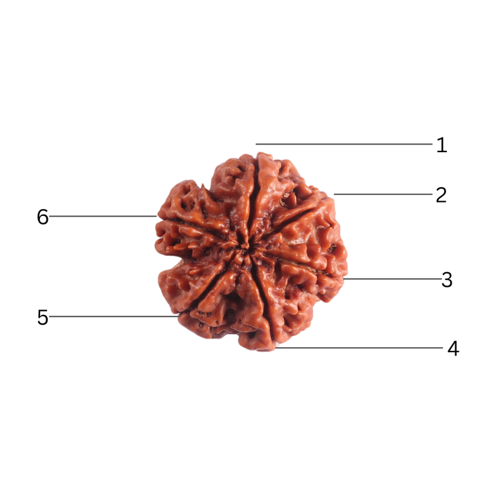 6 Mukhi Rudraksha from Nepal - Bead No. 552