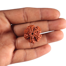 Load image into Gallery viewer, 6 Mukhi Rudraksha from Nepal - Bead No. 552
