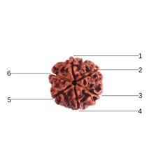 Load image into Gallery viewer, 6 Mukhi Rudraksha from Nepal - Bead No. 553
