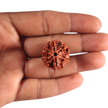 Load image into Gallery viewer, 6 Mukhi Rudraksha from Nepal - Bead No. 553
