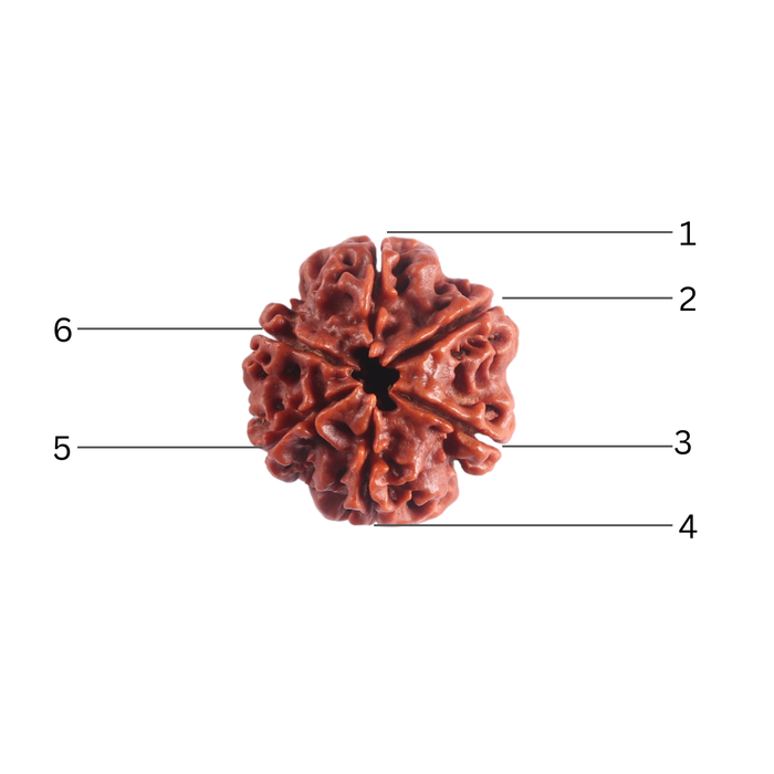 6 Mukhi Rudraksha from Nepal - Bead No. 554