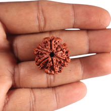 Load image into Gallery viewer, 6 Mukhi Rudraksha from Nepal - Bead No. 554
