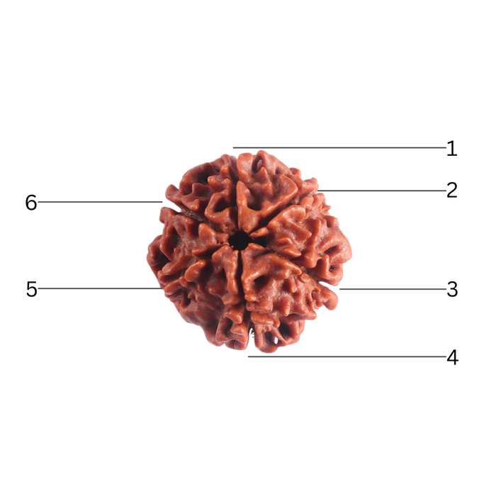 6 Mukhi Rudraksha from Nepal - Bead No. 557