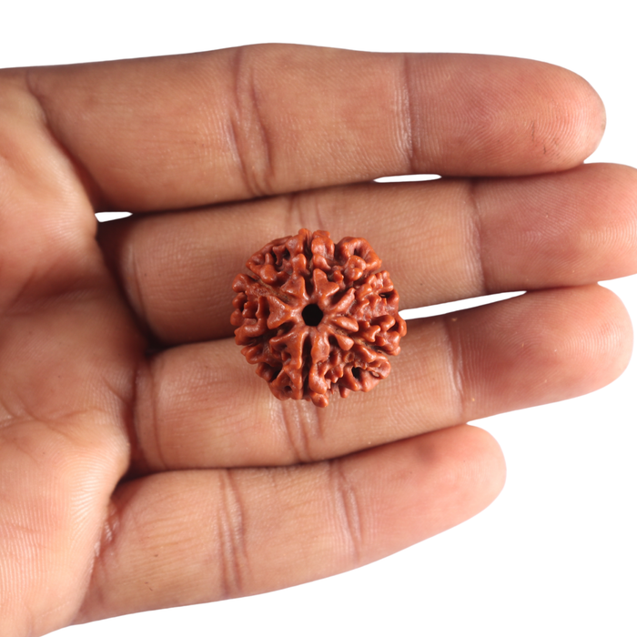 6 Mukhi Rudraksha from Nepal - Bead No. 557