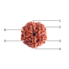 Load image into Gallery viewer, 6 Mukhi Rudraksha from Nepal - Bead No. 560
