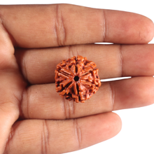 Load image into Gallery viewer, 6 Mukhi Rudraksha from Nepal - Bead No. 560
