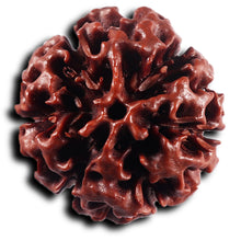 Load image into Gallery viewer, 6 Mukhi Hybrid Rudraksha - Bead No. 65
