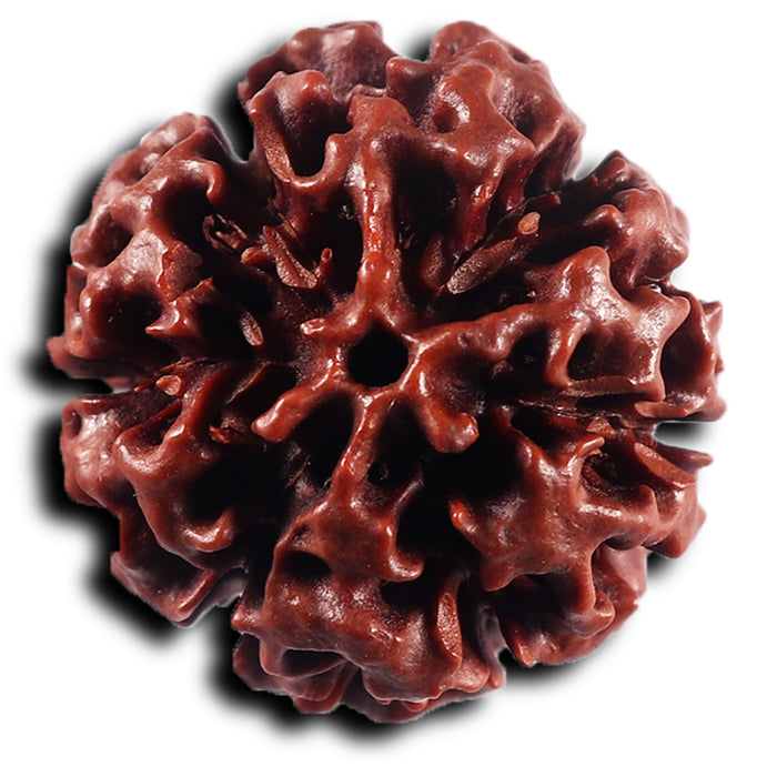 6 Mukhi Hybrid Rudraksha - Bead No. 65