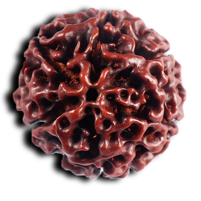 6 Mukhi Hybrid Rudraksha - Bead No. 67