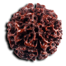 Load image into Gallery viewer, 6 Mukhi Hybrid Rudraksha - Bead No. 68
