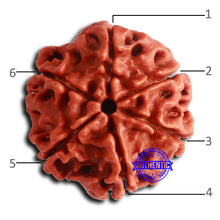 Load image into Gallery viewer, 6 Mukhi Rudraksha from Nepal - Bead No. 472
