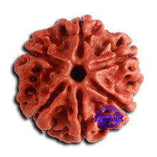 Load image into Gallery viewer, 6 Mukhi Rudraksha from Nepal - Bead No. 472
