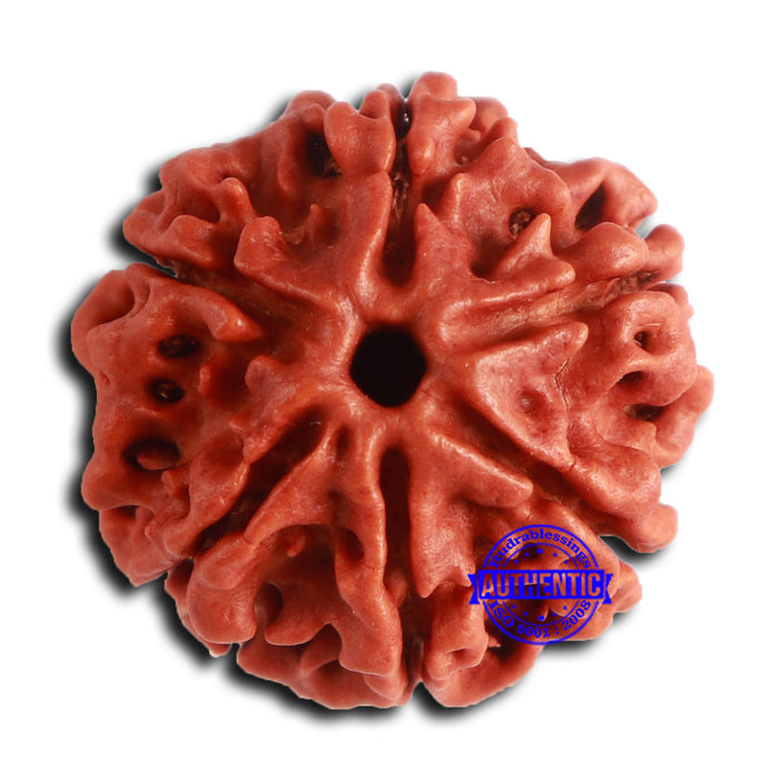 6 Mukhi Rudraksha from Nepal - Bead No. 472