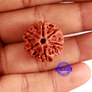 6 Mukhi Rudraksha from Nepal - Bead No. 472